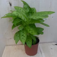 Calathea Zebrina Pauwenplant lichtgroen smal blad 30 cm