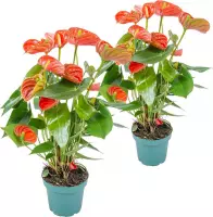 Anthurium | Flamingoplant oranje per 2 stuks - Kamerplant in kwekerspot ⌀14 cm - ↕55-60 cm