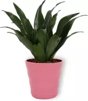 Kamerplant Dracaena Compacta - ± 20cm hoog – 12cm diameter - in roze pot