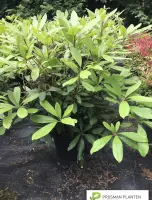 1x Rhododendron ´Cunnigham´s White´ witte rhododendron 70-80cm