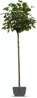 Bolcatalpa  Catalpa bignonioides Nana | Stamomtrek: 16-18 cm | Stamhoogte: 180 cm
