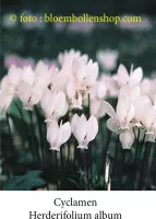 cyclamen Herdifolium Album 3 bollen maat 1