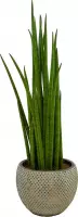 Kamerplant van Botanicly – Vrouwentongen in grijs keramiek pot als set – Hoogte: 55 cm – Sansevieria Mikado