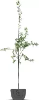 Lijsterbes | Sorbus aucuparia | Stamomtrek: 10-12 cm