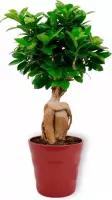 Kamerplant Ficus Ginseng - Bonsai - ± 30cm hoog - 12cm diameter - in rode pot