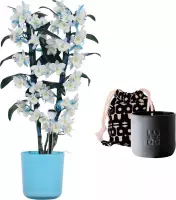 Mama's Bloemen - Set Bamboo Orchid ‘make-upz Blue’ En Geurkaars Lucky Candle Black - Vers Boeket Bloemen - ↨ 50cm - ⌀ 12cm