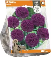 Plantenwinkel Allium Stratos bloembollen per 1 stuks