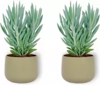 2x Kamerplant Senecio Curio Mount Everest - ± 25cm hoog – 12 cm diameter - in groene sierpot