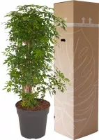 Schefflera Luseana bush ↨ 100cm - hoge kwaliteit planten