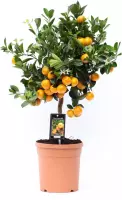 Mama's Planten - Citrus Calamondin - Vers Van De Kweker - ↨ 65cm - ⌀ 19cm
