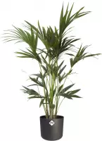 Kentia Palm in ® ELHO b.for soft sierpot – ↨ 110cm – ⌀ 21cm