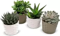 Set van 4 vetplanten in 3D keramiek ↨ 12cm - 4 stuks - planten - binnenplanten - buitenplanten - tuinplanten - potplanten - hangplanten - plantenbak - bomen - plantenspuit