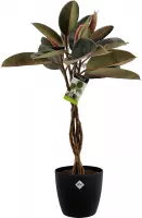 Kamerplant van Botanicly – Rubberboom incl. sierpot zwart als set – Hoogte: 100 cm – Ficus Elastica Burgundy Bushy