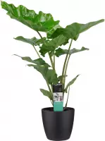 Kamerplant van Botanicly – Olifantsoor incl. sierpot zwart als set – Hoogte: 90 cm – Alocasia portodora