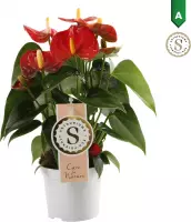 Anthurium Red Champion ↨ 30cm - hoge kwaliteit planten