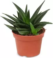 Cactus van Botanicly – Haworthia – Hoogte: 20 cm