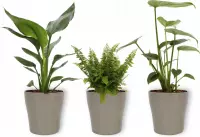 Set van 3 Kamerplanten - Strelitzia Reginae & Monstera Deliciosa & Nephrolepis Vitale -in zilverkleurige pot  ±  30cm hoog - 12cm diameter