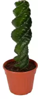 Cactus van Botanicly – Spiraalcactus – Hoogte: 40 cm – Cereus Forbesii