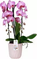 Orchidee Jade Cascade Roze