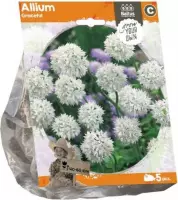 Plantenwinkel Allium Graceful bloembollen per 5 stuks