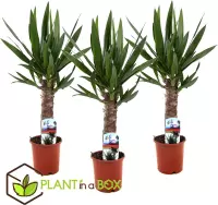 Plant in a Box - Yucca Elephantipes - Set van 3 - Stevige kamerpalm - Gemakkelijke kamerplant - Pot 14cm - Hoogte 50-60cm