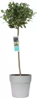Laurus nobilis (bol op stam) in ELHO Vibia sierpot voor buiten ↨ 120cm - hoge kwaliteit planten
