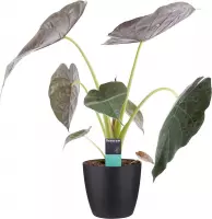 Kamerplant van Botanicly – Olifantsoor incl. sierpot zwart als set – Hoogte: 65 cm – Alocasia Wentii