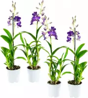 Dendr Sa-nook Bl Happiness 1T (4 Stuks) ↨ 55cm - 4 stuks - hoge kwaliteit planten
