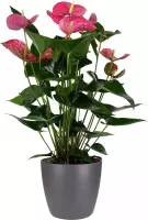 Decorum Anthurium Maine met Elho pot antraciet ↨ 60cm - planten - binnenplanten - buitenplanten - tuinplanten - potplanten - hangplanten - plantenbak - bomen - plantenspuit