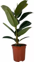 Ficus elastica ‘Robusta’ (rubberboom) - ↑60-80 cm in pot - Kamerplant -