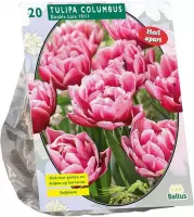 Plantenwinkel Tulipa Dubbel Laat Columbus tulpen bloembollen per 20 stuks