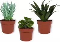 Set van 3 kamerplanten - Senecio Curio Mount Everest, Draceana Compacta & Peperomia Green Gold