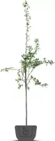 Lijsterbes | Sorbus aucuparia | Stamomtrek: 14-16 cm