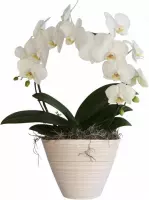 Orchidee wit in pot