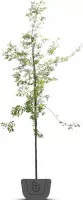 Moeraseik | Quercus Palustris | Stamomtrek: 8-10 cm