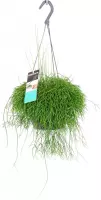 Rhipsalis cassutha - Rotscactus - Hangplant ↑ 40-45cm - Ø 18cm