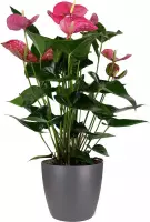 Decorum Anthurium Maine met Elho pot antraciet – ↨ 60cm – ⌀ 18cm