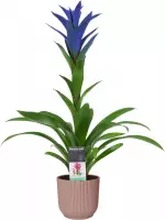 Bloem van Botanicly – Guzmania in roze ELHO plastic pot als set – Hoogte: 55 cm – Guzmania Ocean Blue