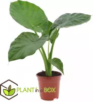Plant in a Box - Alocasia Macrorrhiza - Olifantsoor kamerplant - Pot 17cm - Hoogte 60-70cm