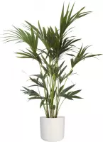 Hellogreen Kamerplant - Kentia Palm - ↕ 110 cm - Elho B.For Soft wit