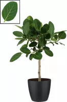 FloraExpert - Ficus - 90 Cm - Ø 22