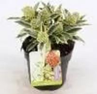 4x Skimmia Japonica Magic Marlot - Bloem Skimmia in 1 liter pot met planthoogte 10-20cm