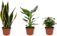Set van 3 Kamerplanten - Coffea Arabica & Sansevieria Superba & Strelitzia Reginae- ±  30cm hoog - 12cm diameter