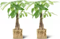 We Love Plants - Pachira Aquatica + Mand Dylan - 2 stuks - 50 cm hoog - Makkelijke kamerplant