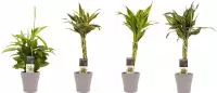 Hellogreen Kamerplant - Combi - Dracaena mix - 45 cm - Anna taupe