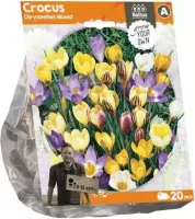 Plantenwinkel Crocus Chrysanthus Mix bloembollen per 20 stuks