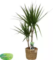Hellogreen Kamerplant - Dracaena Marginata - 80 cm - Mand