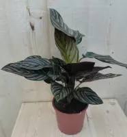 Calathea Orbifolia Pauwenplant groen blad roze strepen 30 cm