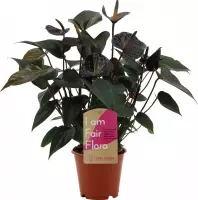 Kamerplant van Botanicly – Flamingoplant – Hoogte: 40 cm – Anthurium Black love