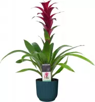 FloraExpert - Guzmania - 60 Cm - Ø 14